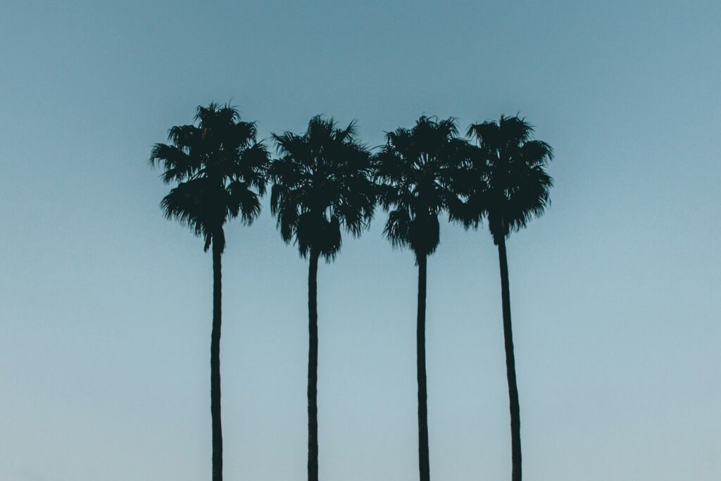 four palm trees