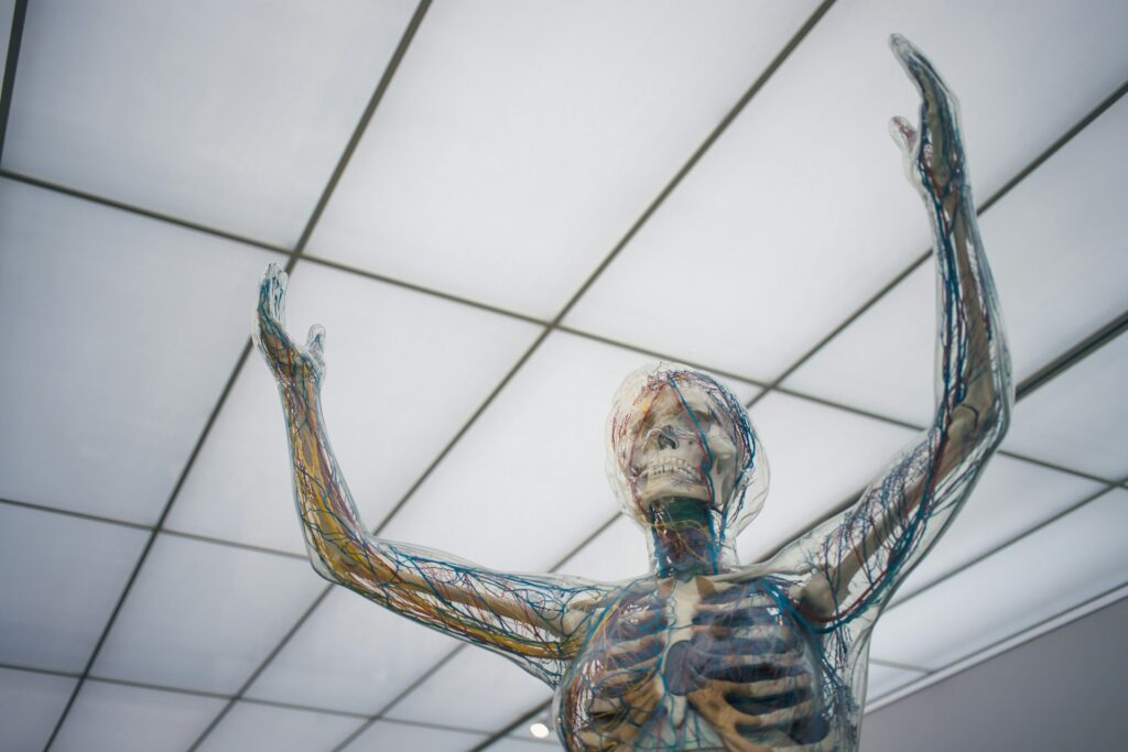 human anatomy on skeleton